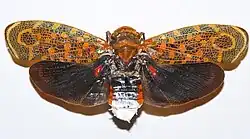 Auchalea pandora (Peru)