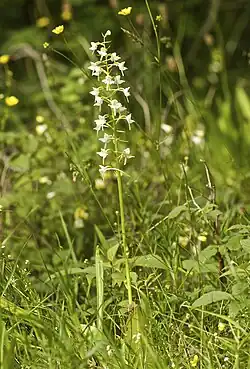 Platanthera chlorantha Habitus