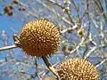 Fruiting body of P. orientalis (Oriental plane).