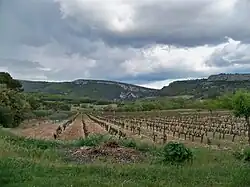 The site with its vineyard