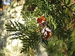 Mature cones