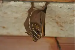 Brown bat