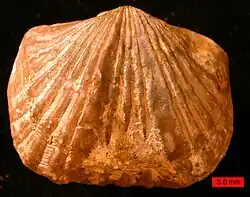 Vinlandostrophia ponderosa, Maysvillian (Upper Ordovician) near Madison, Indiana (scale bar is 5.0&nbsp;mm)