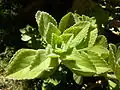 Close-up of foliage in Pretoria, South Africa