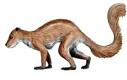 Plesiadapis tricuspidens