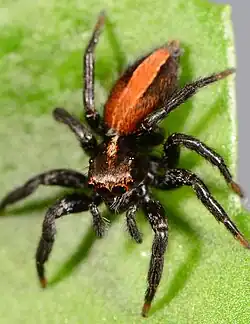 female P. tsholotsho