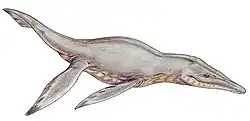 Artist's impression of a grayish prehistoric marine reptile on a white background