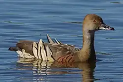 Plumed Whistling-Duck swimming