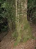 Eucryphia moorei, Monga National Park
