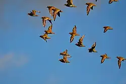 European golden plovers, Spain