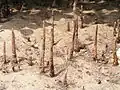 pneumatophores of mangroves in Bohol
