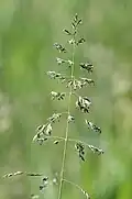 Loose, whorled green panicle, much branched, 15&nbsp;cm (6 in.) long