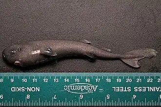 Mollisquama parini