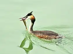 Podiceps cristatus and its prey, alongside the lake bridge crossing near Hurden