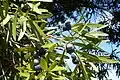 Podocarpus elatus foliage & naked seeds on fleshy receptacles