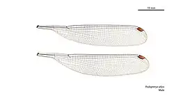 Male wings
