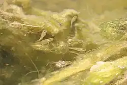 Mollies grazing on swaying algae