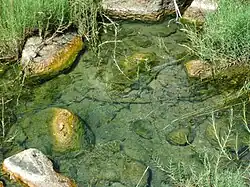 Fish in a rocky pool