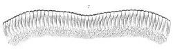 Illustration of fish teeth