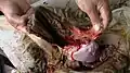 Internal view of fetal sac. The necrotic distal part is to the left.