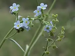 Poison Canyon stickseed