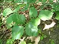 T. radicans in Wisconsin