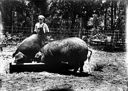 black-and-white photograph of two very large black pigs at a trough