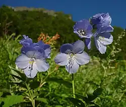 Polemonium caeruleum