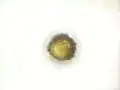 Pollen, Afghanistan
