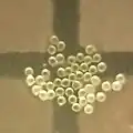 Pollen of Senna tora