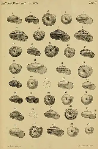 Xerophila shells (1892)