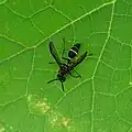 Polybia (Myrapetra) plebeja