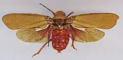 Polydictya basalis