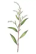 Illustration from La flore et la pomone françaises (1832)