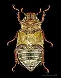 Ventral side ♀