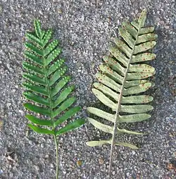 Photo of fronds, green upper surface showing bumps and glaucous obverse showing brown sori, each on the ends of the leaflets