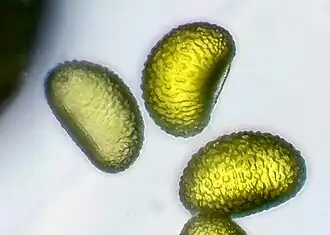 Spores under microscope (~0.1&nbsp;mm)