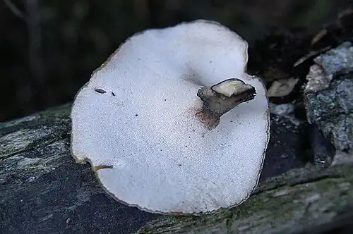 Underside and blackish stipe