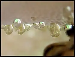Close-up of secretion