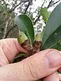 Fruit