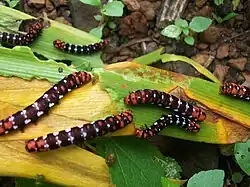 Polytela gloriosae (Fabricius, 1781), feeding on amaryllis