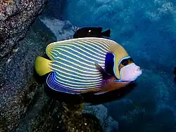 At Sea Life Bangkok Ocean World