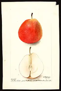 Watercolor of Forelle (Common pear) painted in 1900 by Deborah Griscom Passmore (USDA)