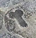 Relief of a Phallus on a lava paving stone showing directions to a brothel on the Via dell' Abbondanza. Pompeii.