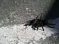 An unidentified pompilid has captured a spider in Quito, Ecuador.