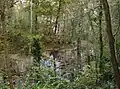 Lousehill Copse