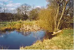 Wallis Wood