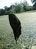 Close-up of the algaeic scum that covers half of the pond