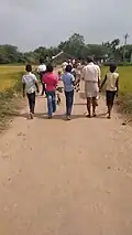 Cattle back to home