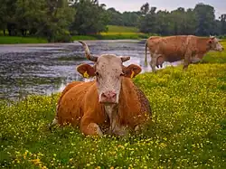 Cow